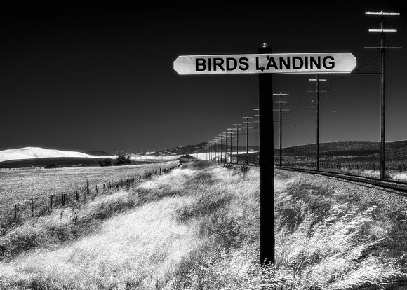 birds_landing